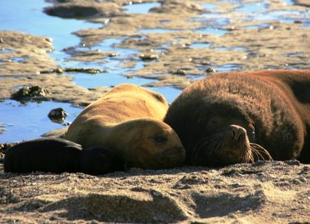 Seelwenfamilie am Strand!